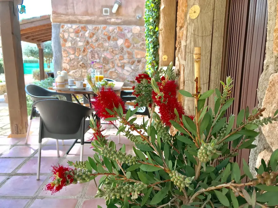 Mesa del porche de una cabaña con el desayuno servido, flores rojas de calistemo en primer plano y la piscina al fondo